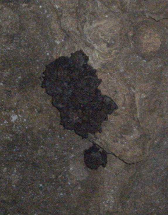 Ninho de morcegos na Cueva de la Vaca, em San Gil, na Colômbia